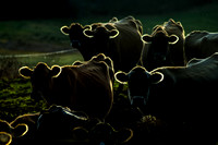 collier_mark_COWS_photo_11X14_$250
