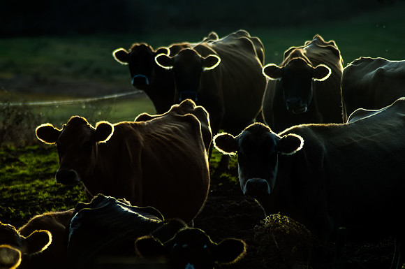 collier_mark_COWS_photo_11X14_$250-2