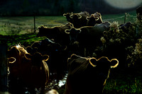 cows2