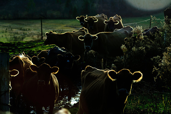 cows2